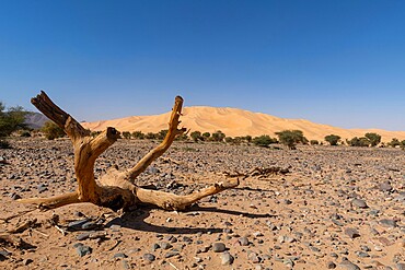 Crab's claw Arakao sand dune, Tenere Desert, Sahara, Niger, Africa