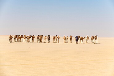 Camel caravan on the Djado Plateau, Sahara, Niger, Africa