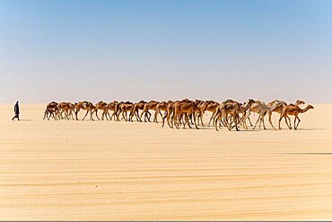 Camel caravan on the Djado Plateau, Sahara, Niger, Africa