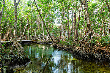 Mangoves in the Rio Celestun UNESCO Biosphere Reserve, Yucatan, Mexico, North America