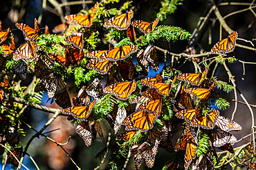 Millions of butterflies covering trees, Monarch Butterfly Biosphere Reserve, UNESCO World Heritage Site, El Rosario, Michoacan, Mexico, North America