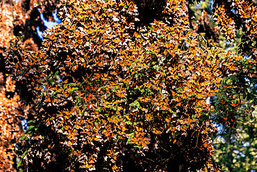 Millions of butterflies covering trees, Monarch Butterfly Biosphere Reserve, UNESCO World Heritage Site, El Rosario, Michoacan, Mexico, North America