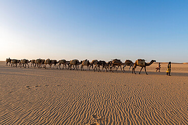 Salt caravan transporting salt through the desert, Oasis Fachi, Tenere desert, Niger, West Africa, Africa