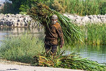 Marsh Arab collecting reeds, Mesopotamian Marshes, The Ahwar of Southern Iraq, UNESCO World Heritage Site, Iraq, Middle East