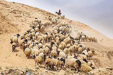 Shepherd with his sheep, Mosul, Iraq, Middle East