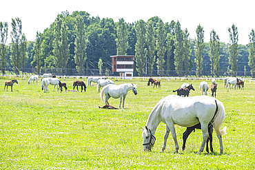 Landscape for Breeding and Training of Ceremonial Carriage Horses at Kladruby nad Labem, UNESCO World Heritage Site, Pardubice Region, Czech Republic, Europe