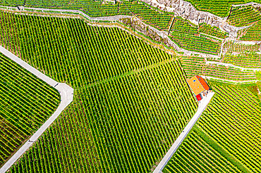 Aerial of the Lavaux Vineyard Terraces, UNESCO World Heritage Site, Lake Geneva, Switzerland, Europe