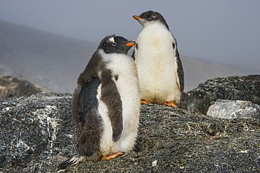 Long-tailed gentoo penguins (Pygoscelis papua), Gourdin Island, Antarctica, Polar Regions