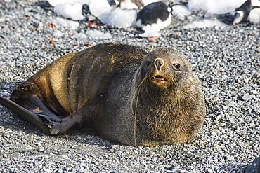 Antarctic fur seal (Arctocephalus gazella), Gourdin Island, Antarctica, Polar Regions