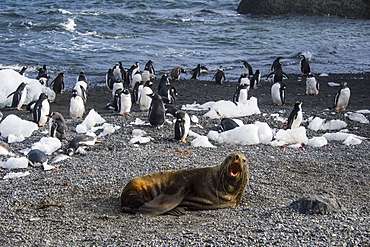 Antarctic fur seal (Arctocephalus gazella) in front of a colony of long-tailed gentoo penguins (Pygoscelis papua), Gourdin Island, Antarctica, Polar Regions