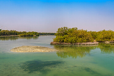 Mangroves, Farasan islands, Kingdom of Saudi Arabia, Middle East