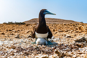 Brown Booby (Sula leucogaster) with its chick, Farasan islands, Kingdom of Saudi Arabia, Middle East