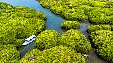 Aerial of the Mangrove forest, Farasan islands, Kingdom of Saudi Arabia, Middle East