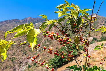 Close up of coffee, Asir Mountains, Kingdom of Saudi Arabia, Middle East