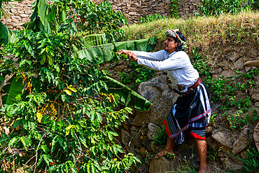 Traditional dressed man of the Qahtani Flower men tribe in the coffee plants, examining the coffee beans, Asir Mountains, Kingdom of Saudi Arabia, Middle East