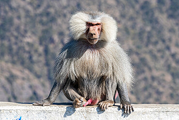 Baboon, Abha, Kingdom of Saudi Arabia, Middle East