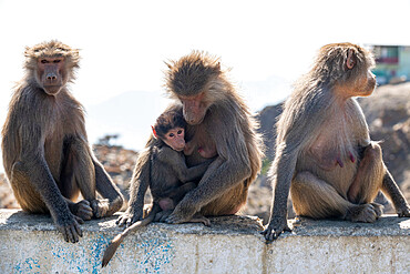 Baboons, Abha, Kingdom of Saudi Arabia, Middle East