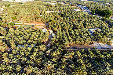 Aerial of the Al Ahsa (Al Hasa) Oasis, largest Oasis in the world, UNESCO World Heritage Site, Hofuf, Kingdom of Saudi Arabia, Middle East