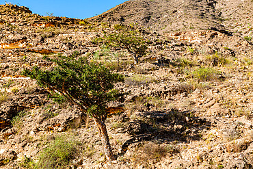 Frankincense trees, Salalah, Oman, Middle East