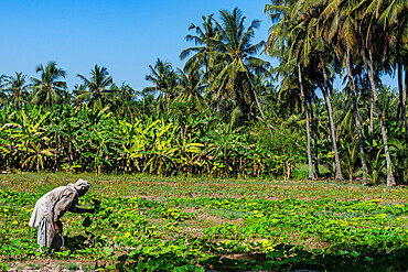 Farmer in the green Oasis of Salalah, Oman, Middle East