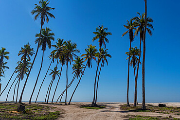 Palm trees at the beach of Salalah, Oman, Middle East