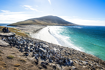 Southern rock hopper penguin colony (Eudyptes chrysocome) with the Neck isthmus in the background, Saunders Island, Falklands, South America