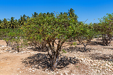 Frankincense tree, Al-Baleed Archaeological Park, Salalah, Oman, Middle East