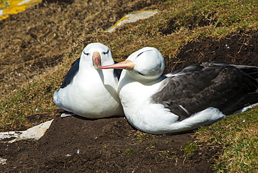 Black-browed albatross (Thalassarche melanophris) love, Saunders Island, Falklands, South America