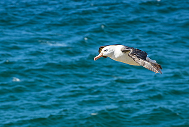 Black-browed albatross (Thalassarche melanophris), Saunders Island, Falklands, South America