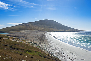 The Neck isthmus on Saunders Island, Falklands, South America