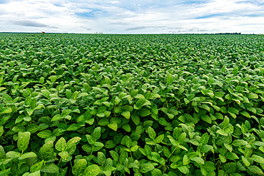 Giant soy fields, Sinop, Mato Grosso, Brazil, South America