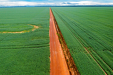 Giant soy fields, Sinop, Mato Grosso, Brazil, South America