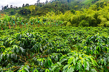 Coffee bushes and beans, Zona Cafetera, Colombia, South America