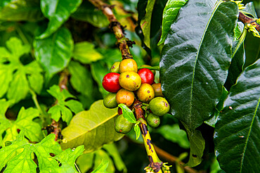 Coffee bushes and beans, Zona Cafetera, Colombia, South America