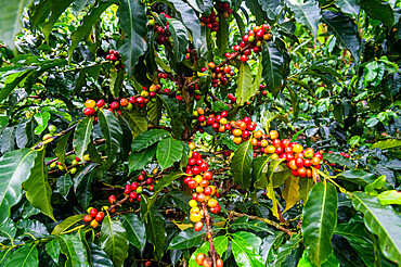 Coffee bushes and beans, Zona Cafetera, Colombia, South America