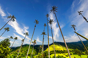 Wax palms, largest palms in the world, Cocora Valley, UNESCO World Heritage Site, Coffee Cultural Landscape, Salento, Colombia, South America