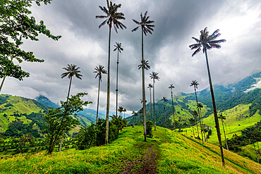 Wax palms, largest palms in the world, Cocora Valley, UNESCO World Heritage Site, Coffee Cultural Landscape, Salento, Colombia, South America