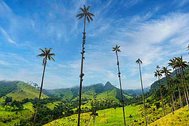 Wax palms, largest palms in the world, Cocora Valley, UNESCO World Heritage Site, Coffee Cultural Landscape, Salento, Colombia, South America