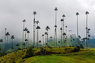 Wax palms, largest palms in the world, Cocora Valley, UNESCO World Heritage Site, Coffee Cultural Landscape, Salento, Colombia, South America