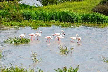 Flamingos (Phoenicopteridae)), Unesco site Donana National Park, Andalucia, Spain