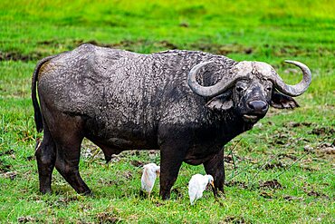 African buffalo (Syncerus caffer), Amboseli National Park, Kenya