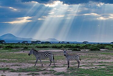 Zebras in the breaking light, Amboseli National Park, Kenya