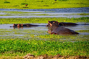 Hippopotamus, Amboseli National Park, Kenya