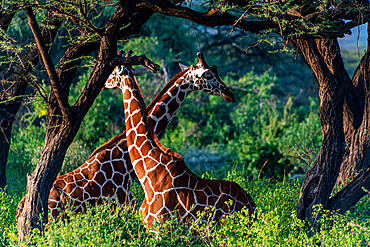 Reticulated giraffe (Giraffa camelopardalis reticulata) (Giraffa reticulata), Buffalo Springs National Reserve, Samburu National Park, Kenya, East Africa, Africa