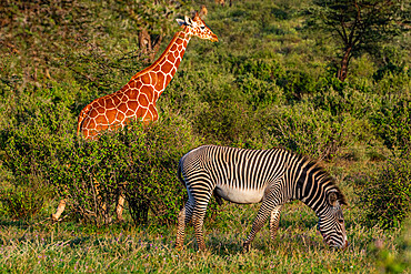 Reticulated giraffe (Giraffa camelopardalis reticulata) (Giraffa reticulata) and Grevy's zebra (Equus grevyi), Buffalo Springs National Reserve, Samburu National Park, Kenya, East Africa, Africa