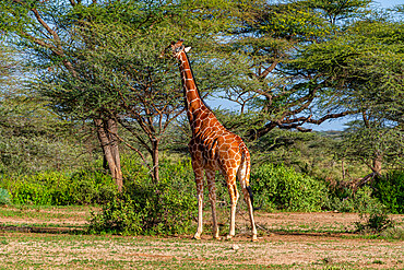 Reticulated giraffe (Giraffa camelopardalis reticulata) (Giraffa reticulata), Buffalo Springs National Reserve, Samburu National Park, Kenya, East Africa, Africa