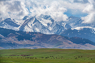 Cow herd in front of the Kolsay Lakes National Park, Tian Shan mountains, Kazakhstan, Central Asia, Asia