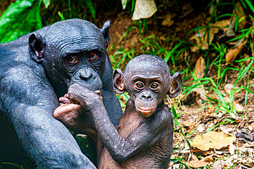 Bonobo (Pan paniscus), Lola ya Bonobo sanctuary, Kinshasa, Democratic Republic of the Congo, Africa