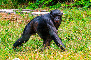 Bonobo (Pan paniscus), Lola ya Bonobo sanctuary, Kinshasa, Democratic Republic of the Congo, Africa