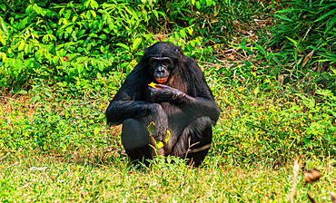 Bonobo (Pan paniscus), Lola ya Bonobo sanctuary, Kinshasa, Democratic Republic of the Congo, Africa